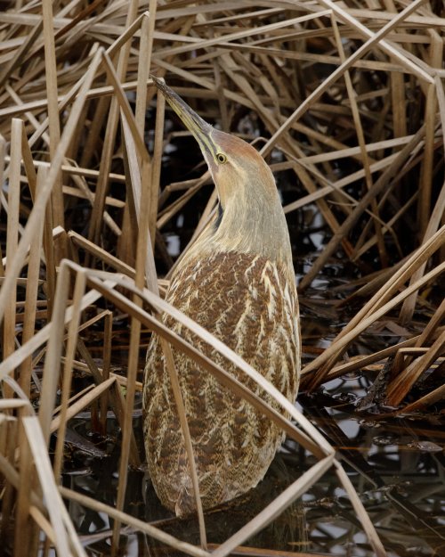 Bittern