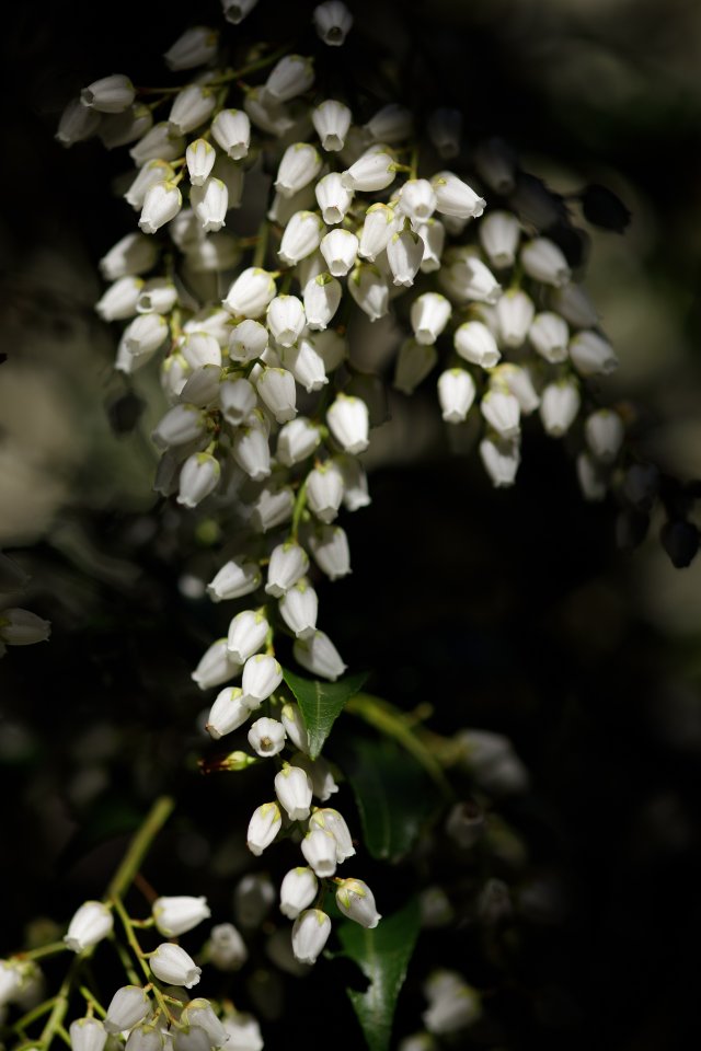 Pieris