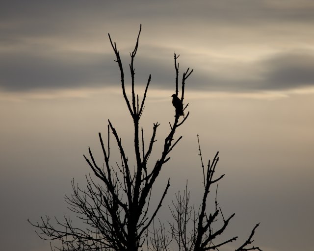 silhouette