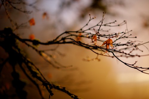Winter Sunrise
