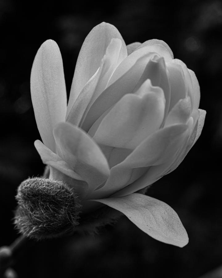Monochrome
