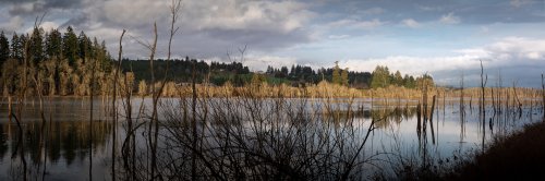 Wetland