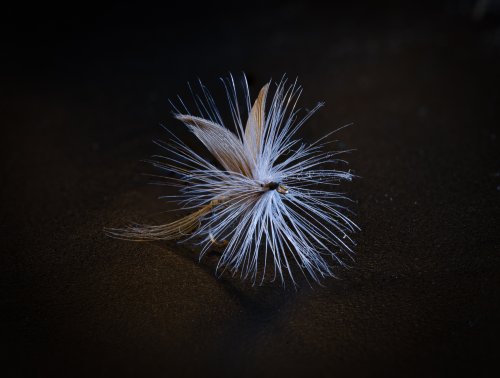 Quill